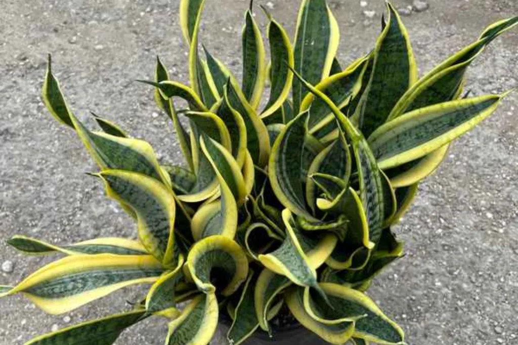 Sansevieria trifasciata ‘Twisted Sister’