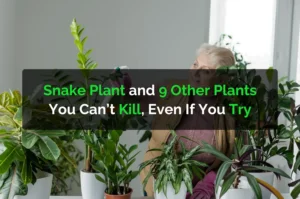 Snake Plant and 9 Other Plants You Can’t Kill, Even If You Try