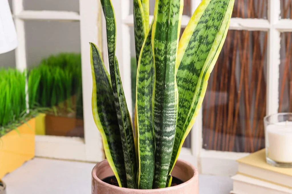 Snake Plant for Anxiety Can It Really Help You Feel Calmer