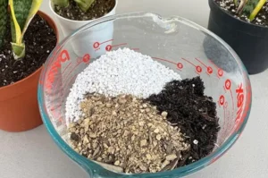 Top 7 Soil Mixes for Thriving Snake Plants