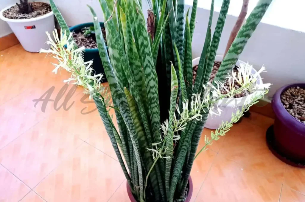 Snake plant inflorescence with small white flowers