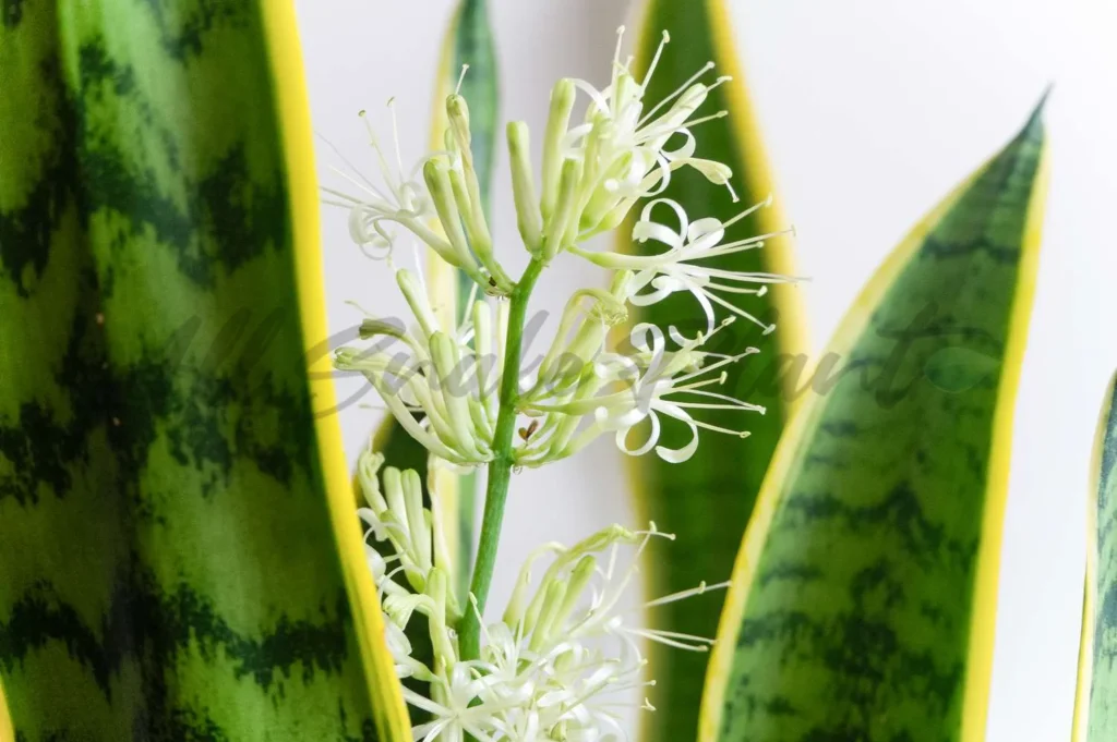 Snake plant flower stalk with creamy white blooms
