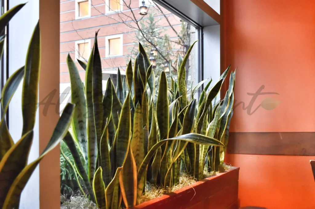 Snake plant purifying indoor air