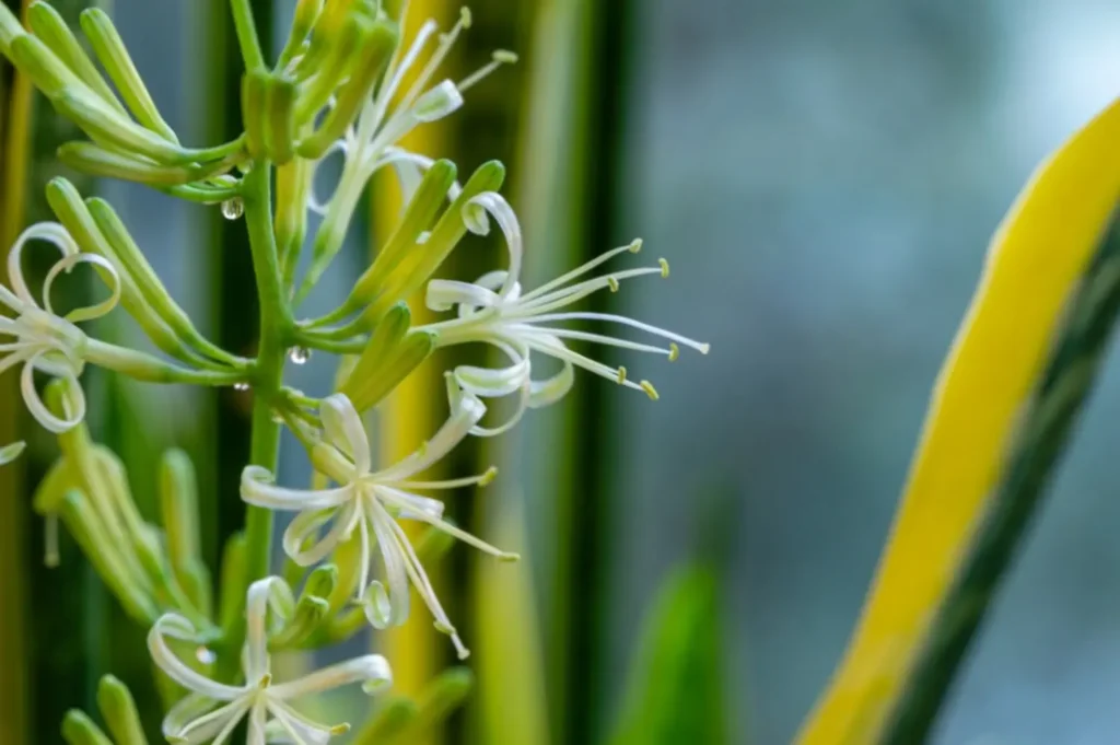 Why Is My Snake Plant Flowering 5 Hidden Reasons & What It Means