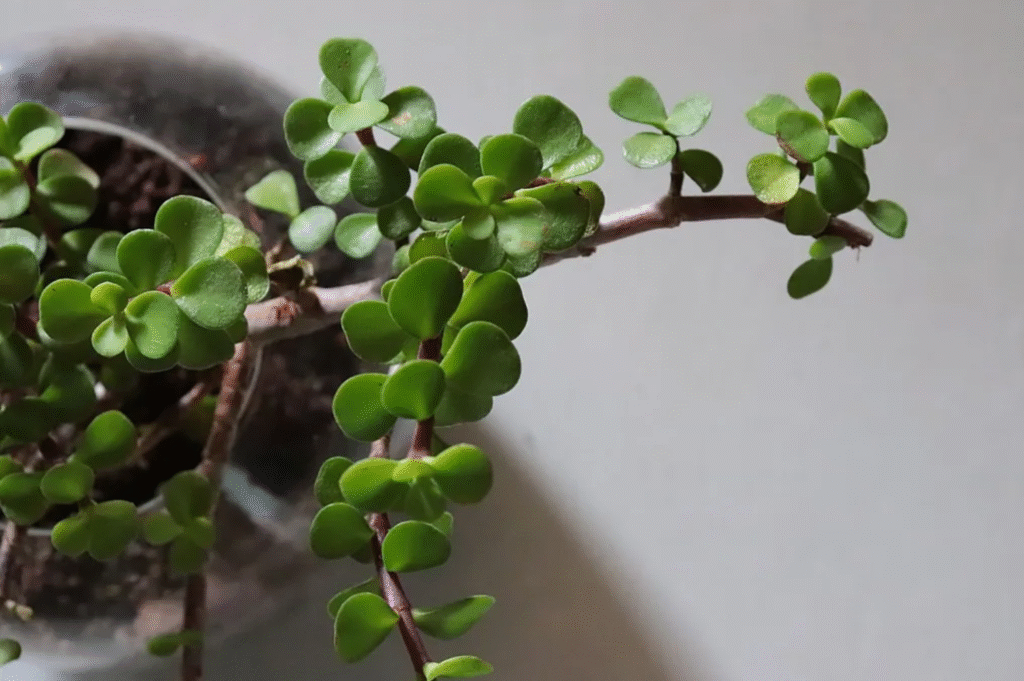 Are Jade Plants Poisonous to Dogs 