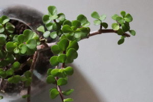 Are Jade Plants Poisonous to Dogs 