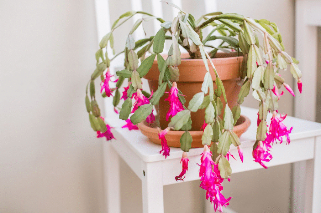 Best Grow Light for Christmas Cactus