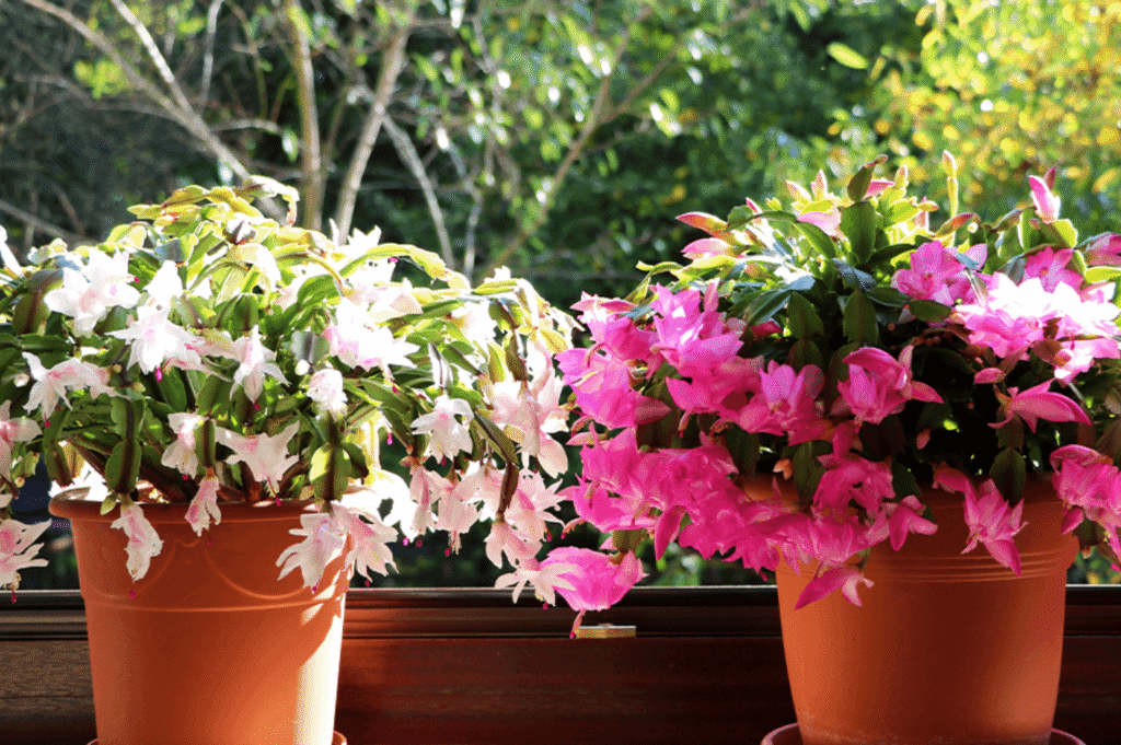 Can Christmas Cactus Grow in Artificial Light