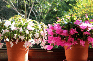 Can Christmas Cactus Grow in Artificial Light