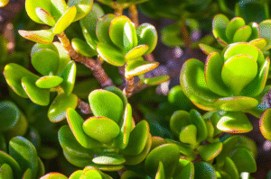 Can Jade Plants Live Outside