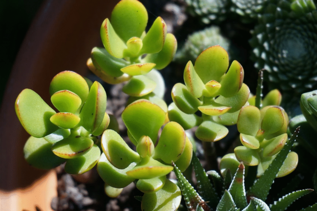 Can a Jade Plant Survive Outside in Winter (Expert Guide)