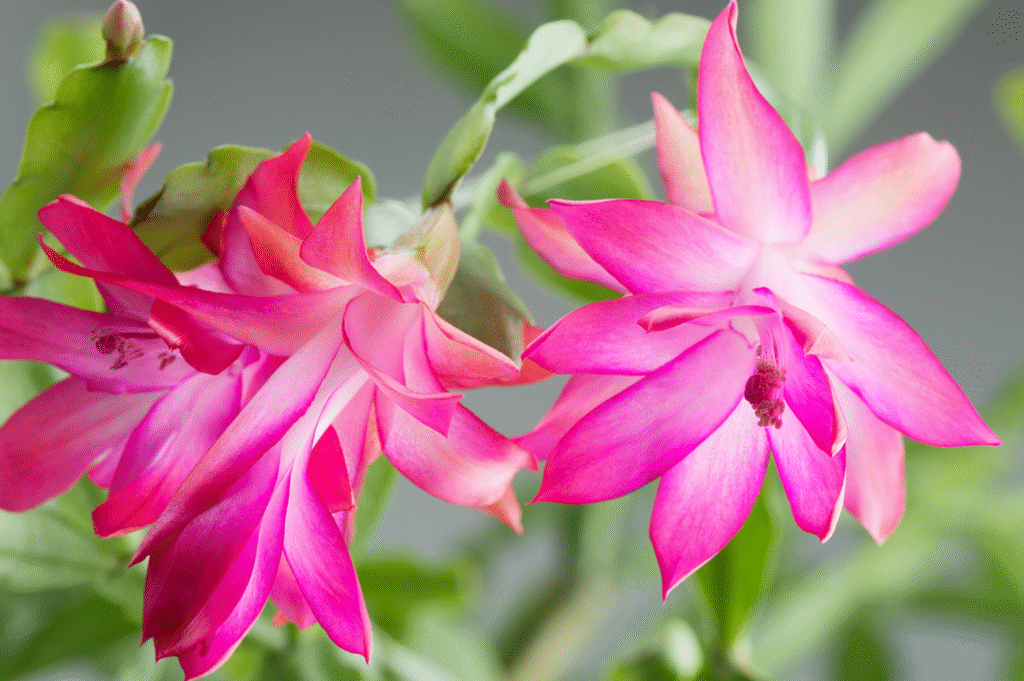 Do Christmas Cactus Like Fertilizer