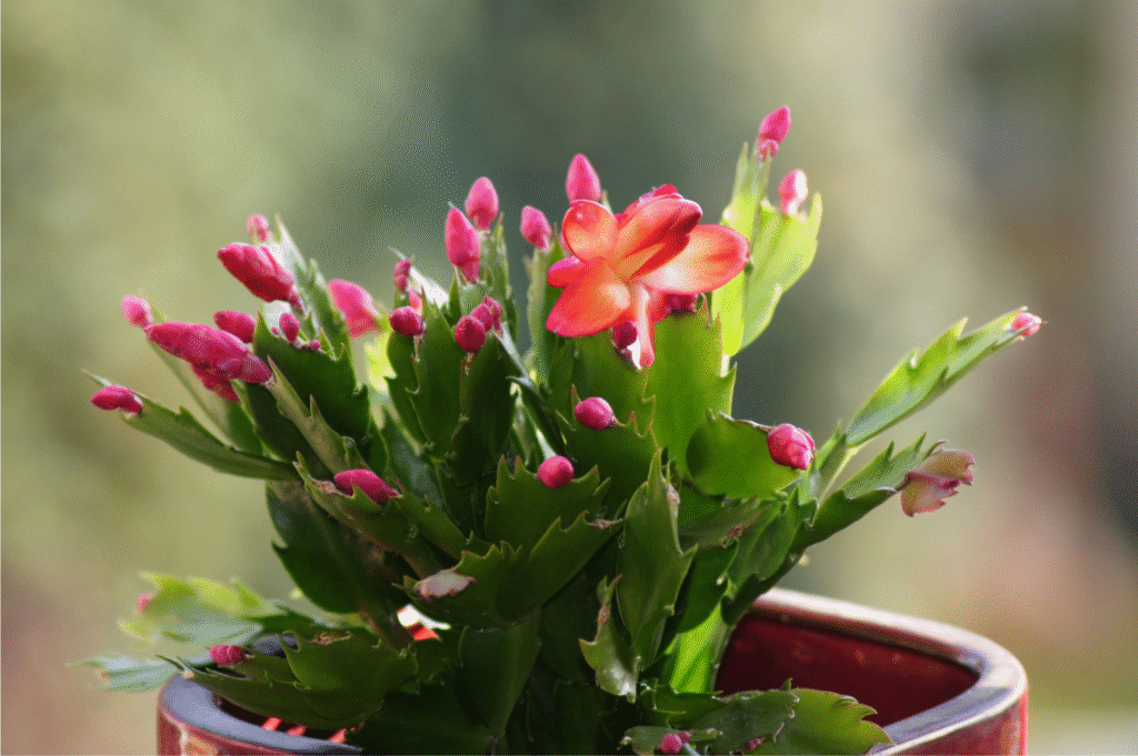 Do Christmas Cactus Need to Be Fertilized