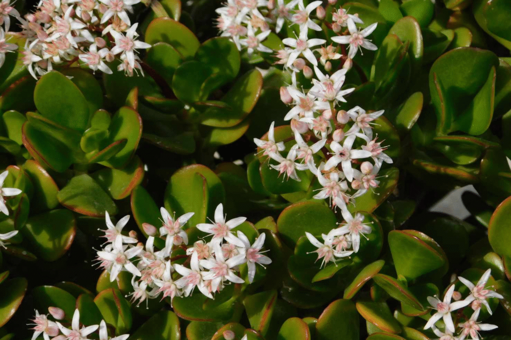 Do Jade Plants Bloom?