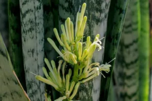 Do Snake Plants Flower When Happy