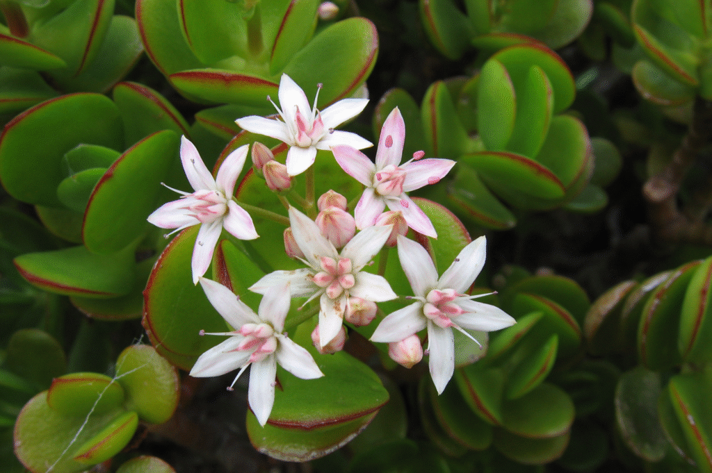 Does a Jade Plant Bloom?