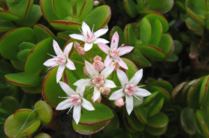 Does a Jade Plant Bloom?