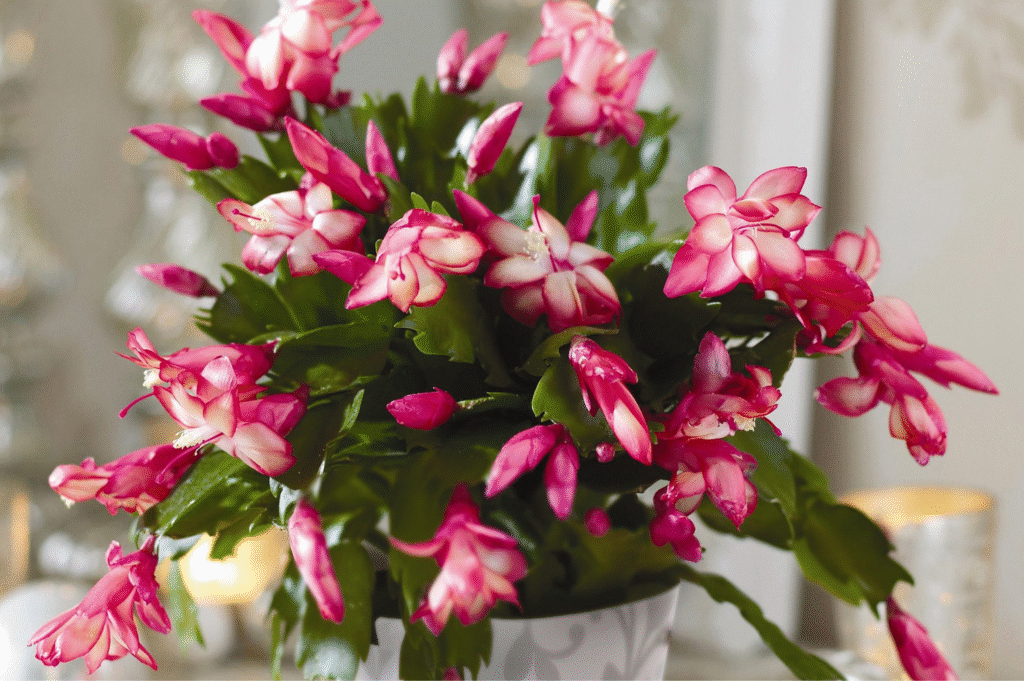 How Fast Do Christmas Cactus Grow