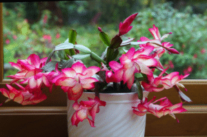 How Much Light Does a Christmas Cactus Need