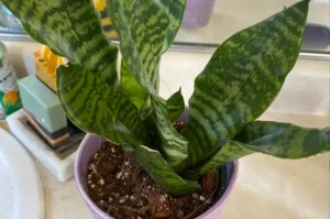 How Rare is Snake Plant Flower