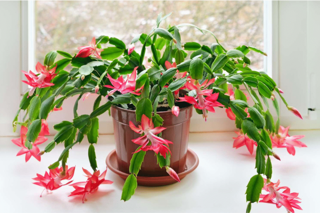 How to Grow Christmas Cactus from Seed