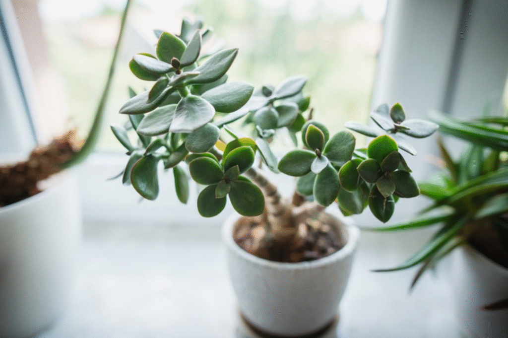 How to Grow Jade Plant
