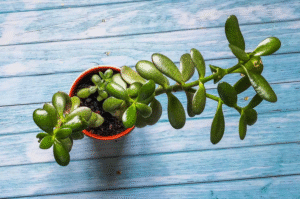 How to Grow Jade Plant from Cutting