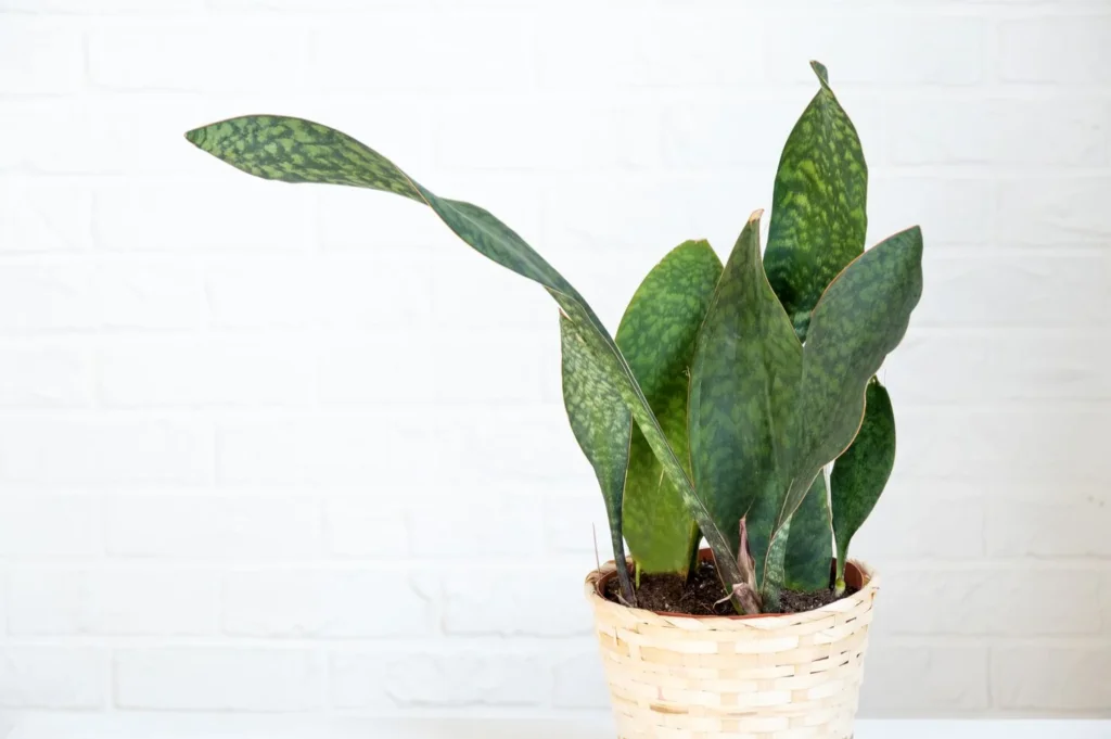 How to Grow and Care for Whale Fin Snake Plant