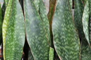 How to Plant, Grow, and Care for Dracaena aubrytiana