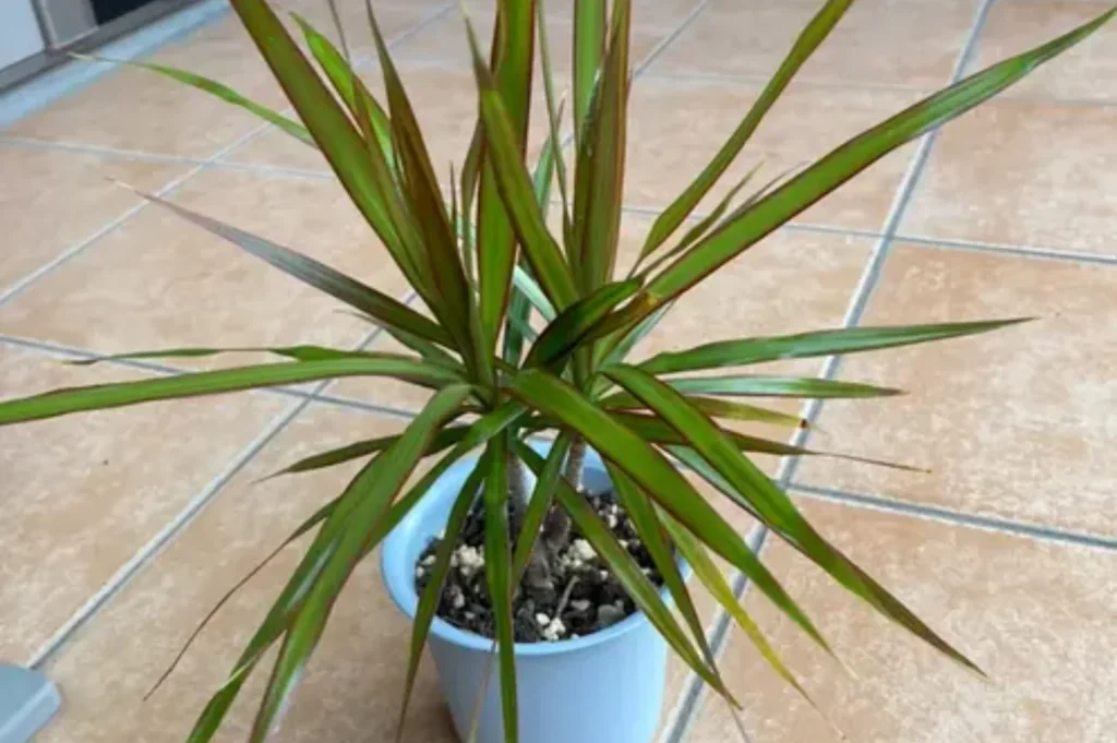 How to Plant, Grow, and Care for Dracaena concinna