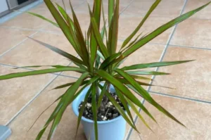 How to Plant, Grow, and Care for Dracaena concinna