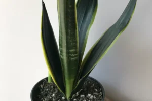 How to Plant, Grow, and Care for Dracaena trifasciata 'Black Jack'