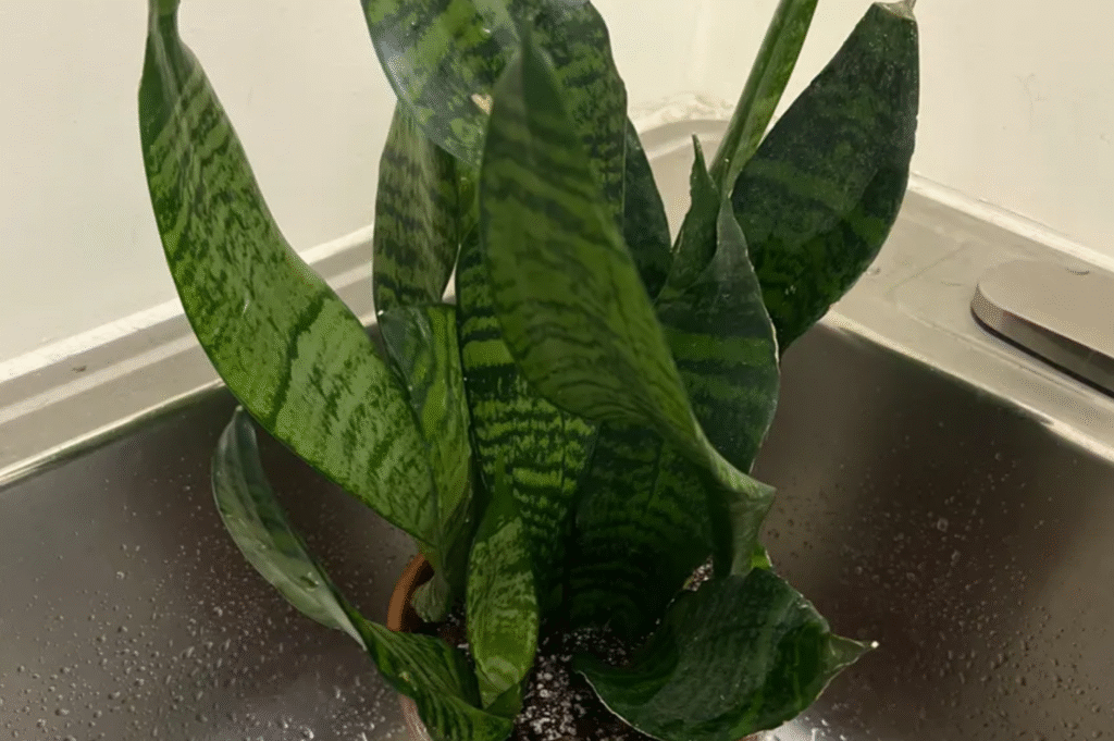 How to Plant, Grow, and Care for Dracaena trifasciata 'Black Robusta'
