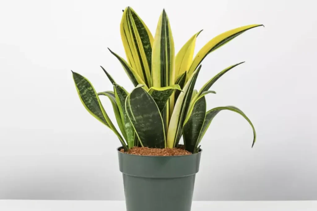 How to Plant, Grow, and Care for Dracaena trifasciata 'Golden Flame'