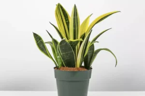 How to Plant, Grow, and Care for Dracaena trifasciata 'Golden Flame'