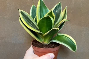 How to Plant, Grow, and Care for Dracaena trifasciata 'Jade Pagoda'