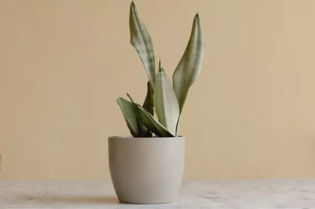 How to Plant, Grow, and Care for Dracaena trifasciata 'Silver Queen'