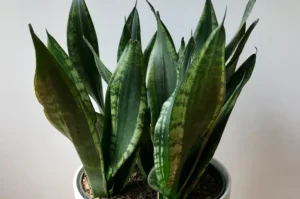 How to Plant, Grow, and Care for Dracaena trifasciata 'Whitney'