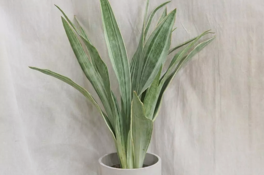 How to Plant, Grow, and Care for Dracaena trifasciata ‘Metallica’