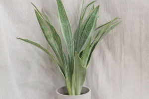 How to Plant, Grow, and Care for Dracaena trifasciata ‘Metallica’