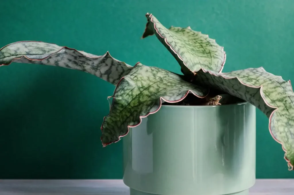 How to Plant, Grow, and Care for Sansevieria Kirkii
