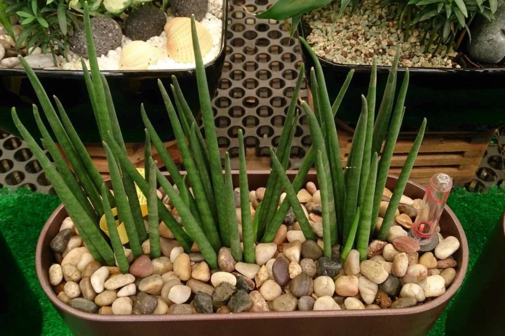 How to Plant, Grow, and Care for Sansevieria bacularis