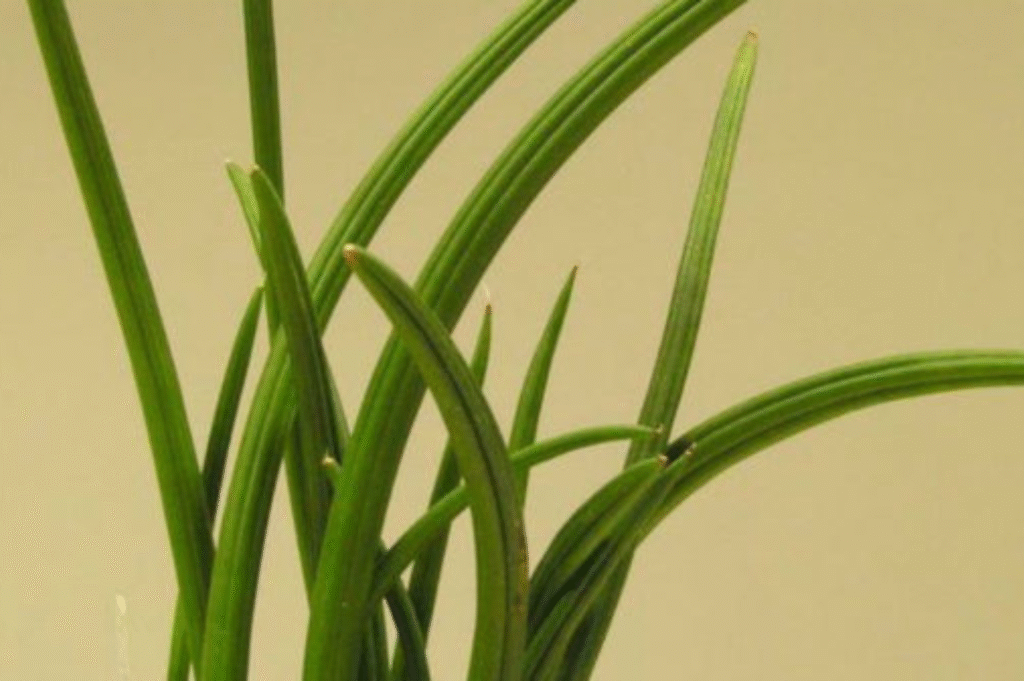 How to Plant, Grow, and Care for Sansevieria canaliculata