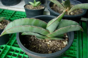 How to Plant, Grow, and Care for Sansevieria ehrenbergii ‘Banana’