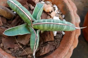 How to Plant, Grow, and Care for Sansevieria eilensis