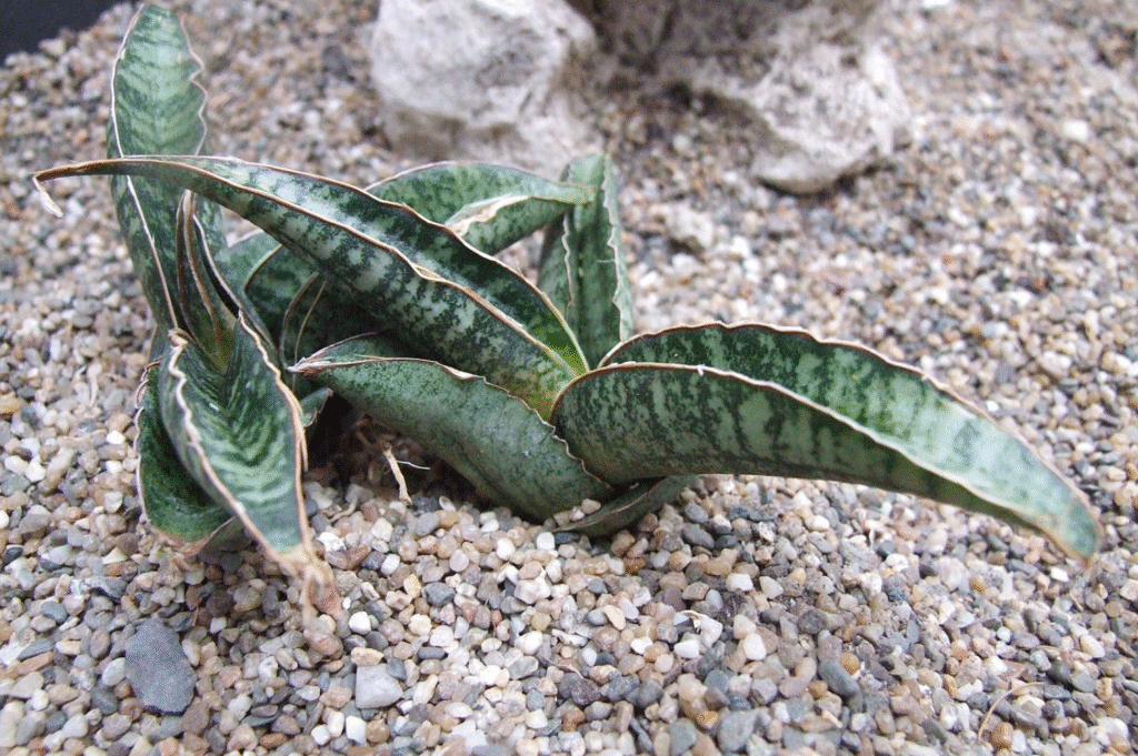 How to Plant, Grow, and Care for Sansevieria fischeri