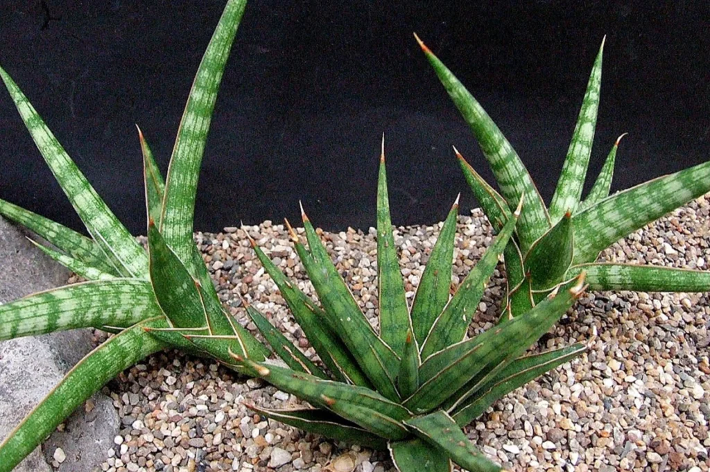 How to Plant, Grow, and Care for Sansevieria gracilis