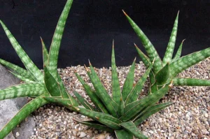 How to Plant, Grow, and Care for Sansevieria gracilis