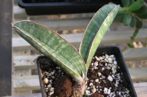 How to Plant, Grow, and Care for Sansevieria hallii