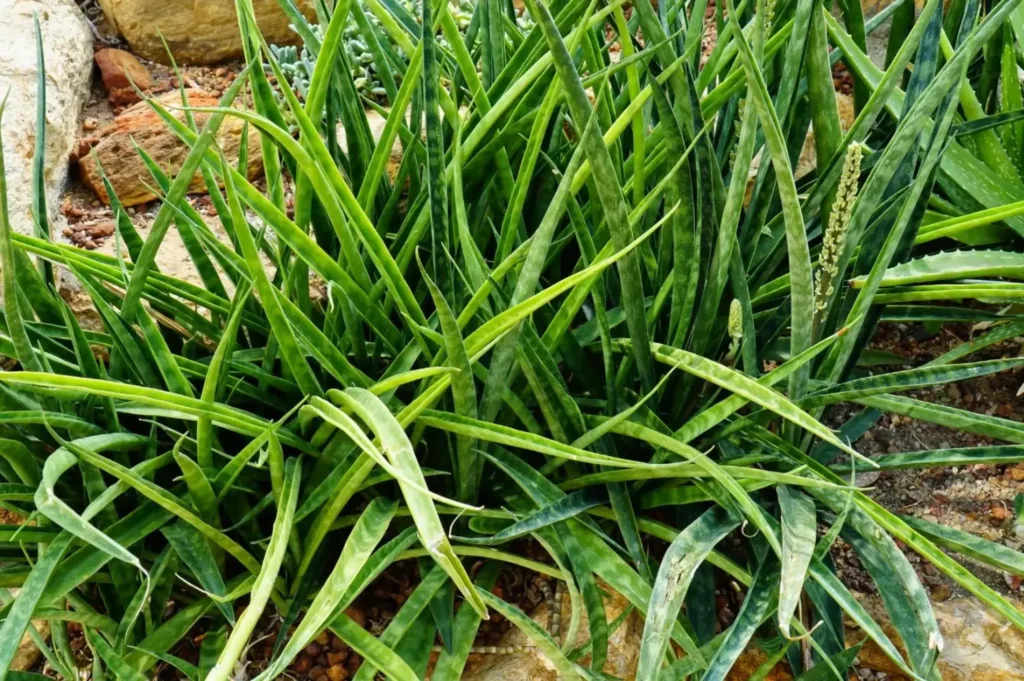 How to Plant, Grow, and Care for Sansevieria parva